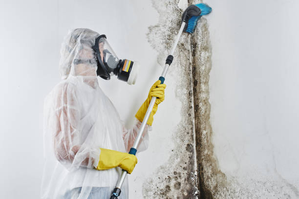 Best Professional Mold Removal  in Aurora, OH