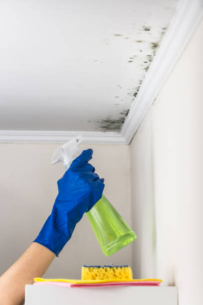 Best Local Mold Removal Service  in Aurora, OH